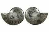 Cut & Polished Ammonite Fossil - Unusual Black Color #367732-1